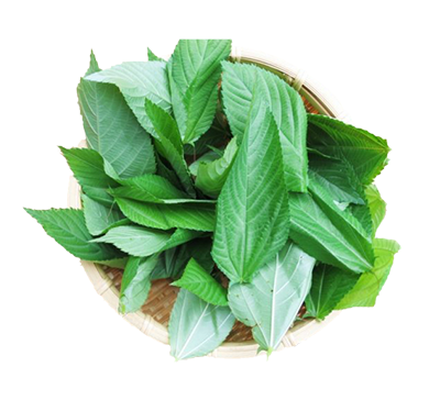 Fresh or Frozen, SCHOMT TRADE